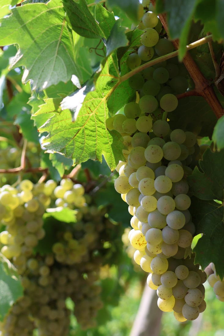 Grappes de raisin blanc à maturité dans le feuillage
