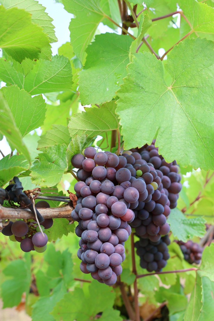 Grappe de raisin noir à maturité dans le feuillage, au domaine VICUS, en AOC Moselle