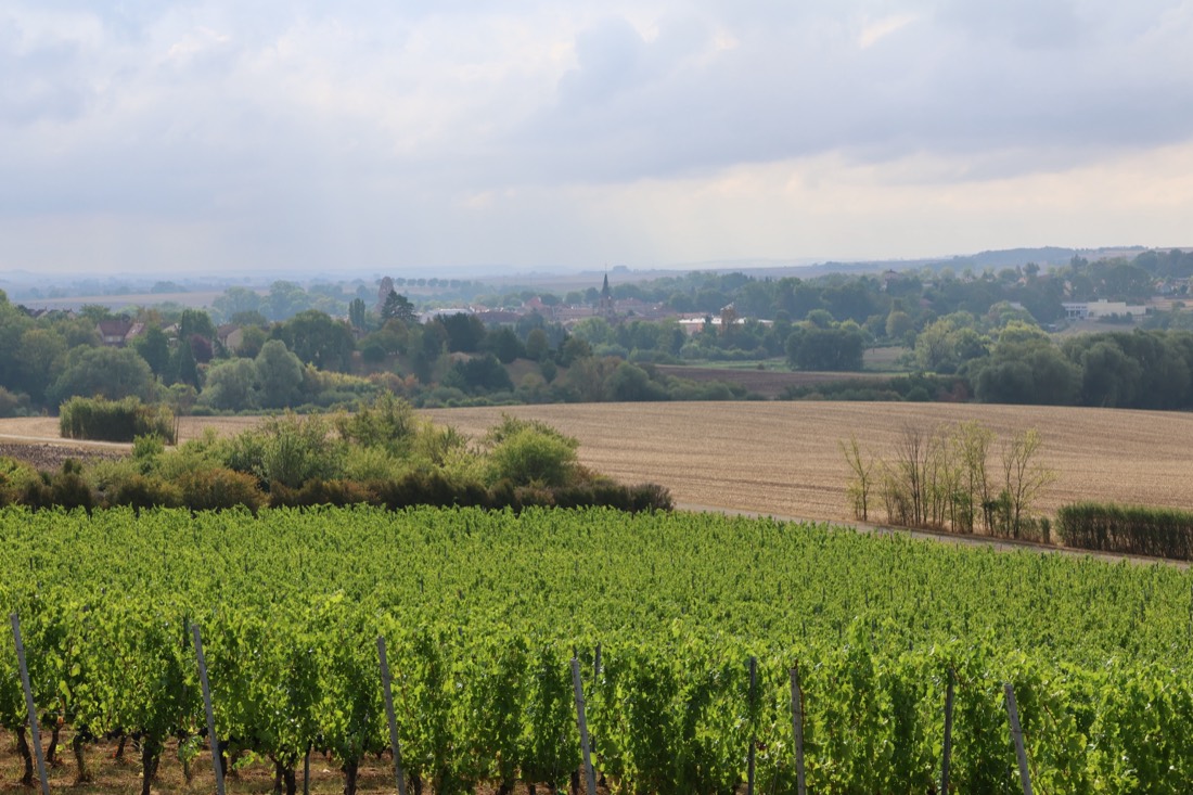 Panorama sur les rangs de vigne du domaine VICUS et la plaine mosellane