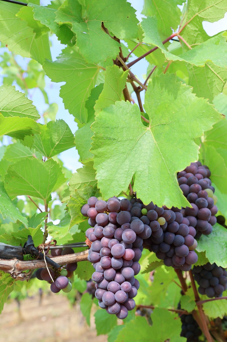 Grappe de pinot noir en cours de véraison, à contre-jour sous le feuillage