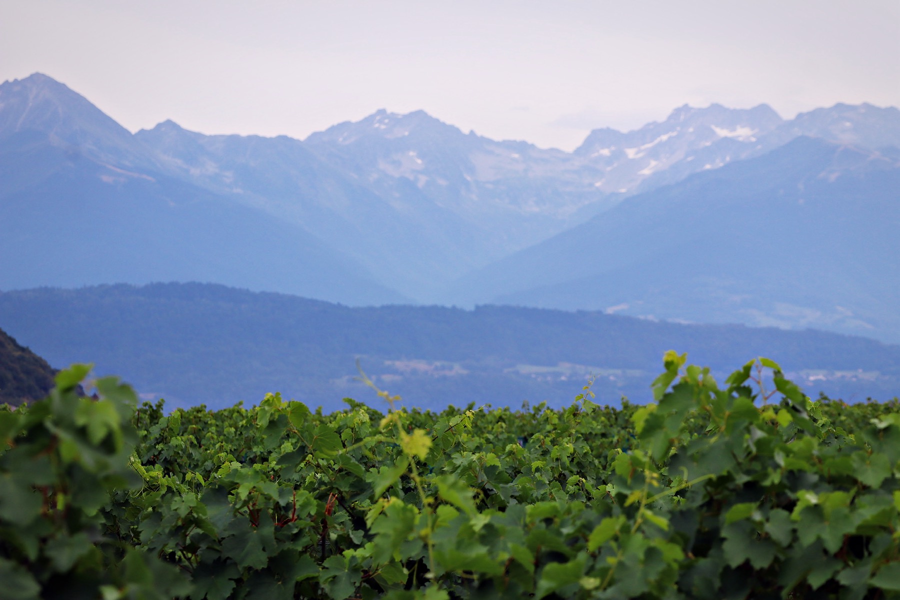 Les vignes de la Brasserie Quardin en Savoie, avec le massif de Belledonne à l'arrière-plan