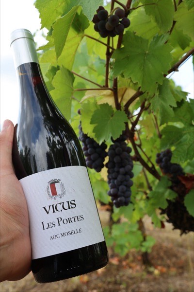 Une bouteille tenue à la main devant des grappes de raisin noir
