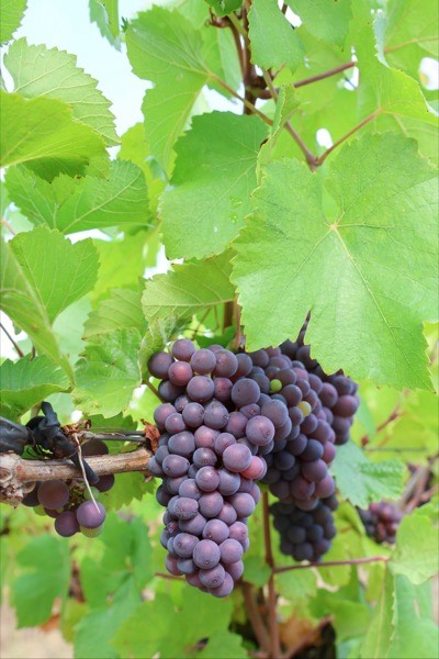 Grappes de raisin noir sous le feuillage