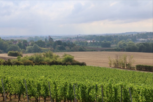 Panorama sur les rangs de vigne
