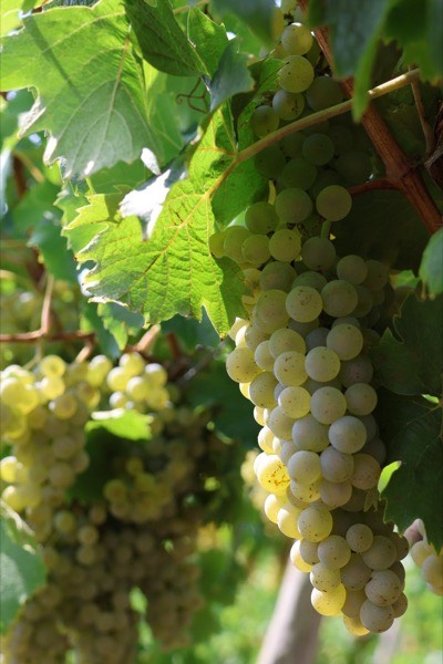 Grappes de raisin blanc à maturité dans le feuillage, au domaine VICUS, en AOC Moselle