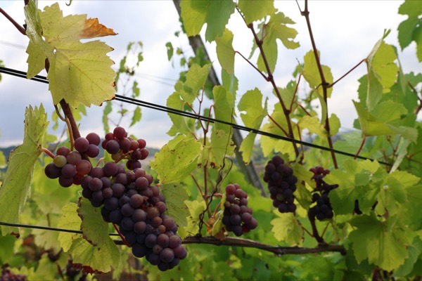 Grappes de raisin alignées le long du fil de palissage, au domaine VICUS, en AOC Moselle
