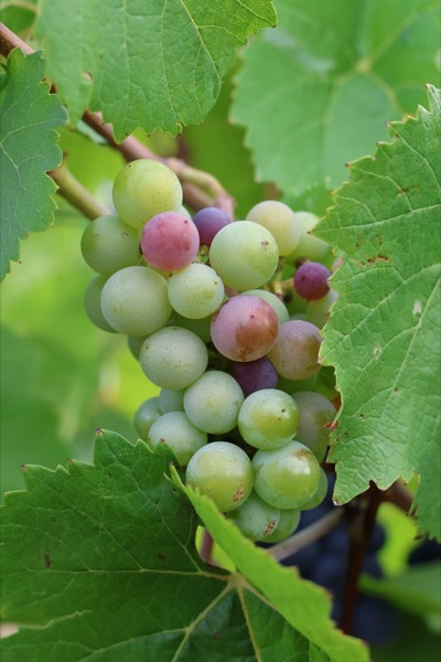 Grappe prise à la véraison, grains rouges et verts mêlés