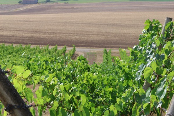 Les rangs du domaine VICUS, en AOC Moselle, au premier plan et la plaine mosellane qui s'ouvre derrière