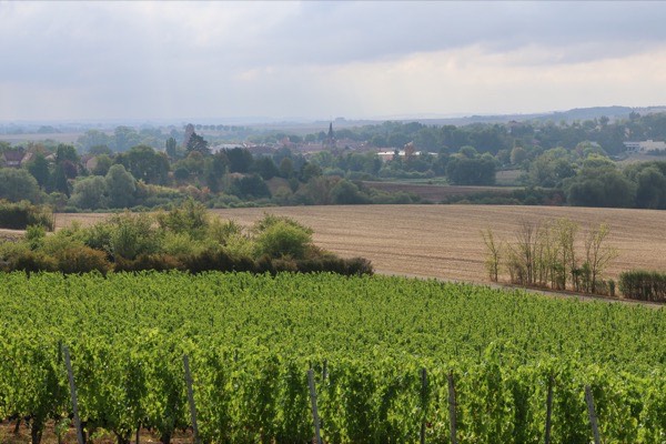 Les vignes du domaine VICUS descendant vers un village mosellan, clocher à l'horizon, en AOC Moselle
